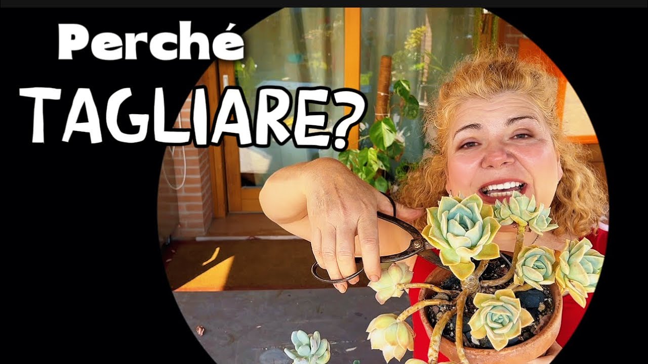 ✂️Non Buttarle! Come Potare e Moltiplicare le Piante Grasse con Successo 🌱