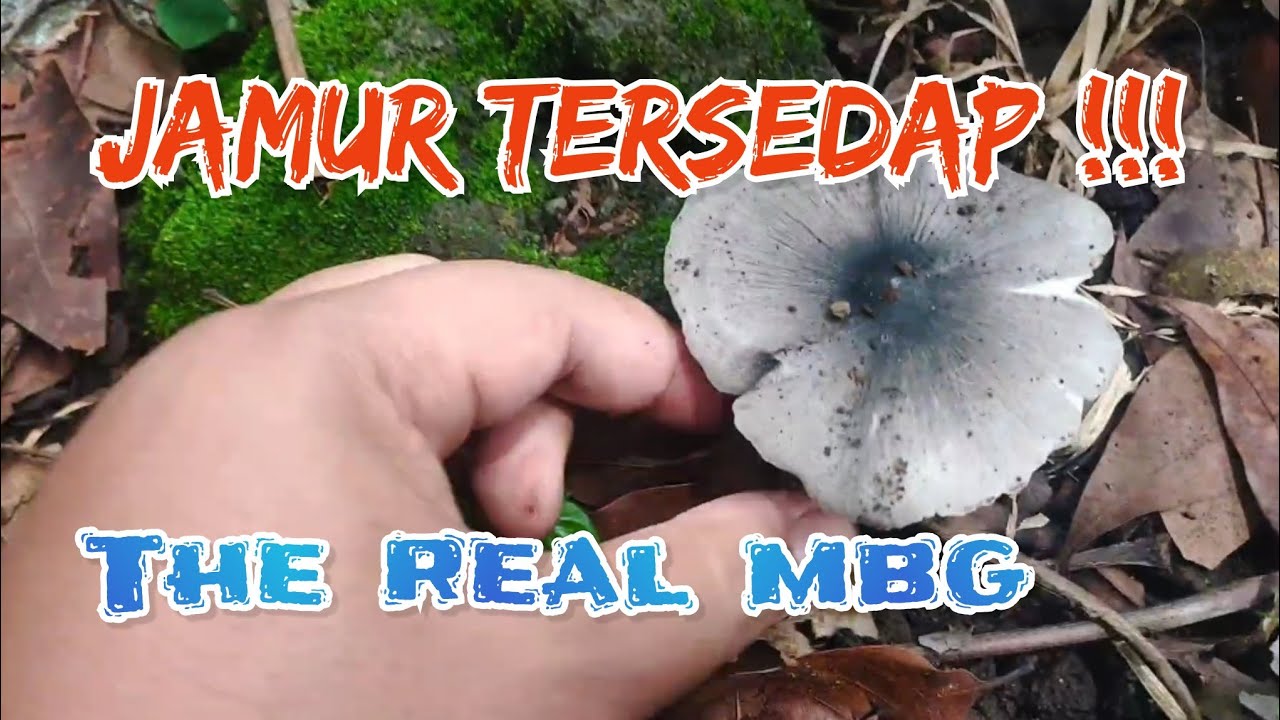Jamur terlezat dan kaya gizi ‼️🍄 