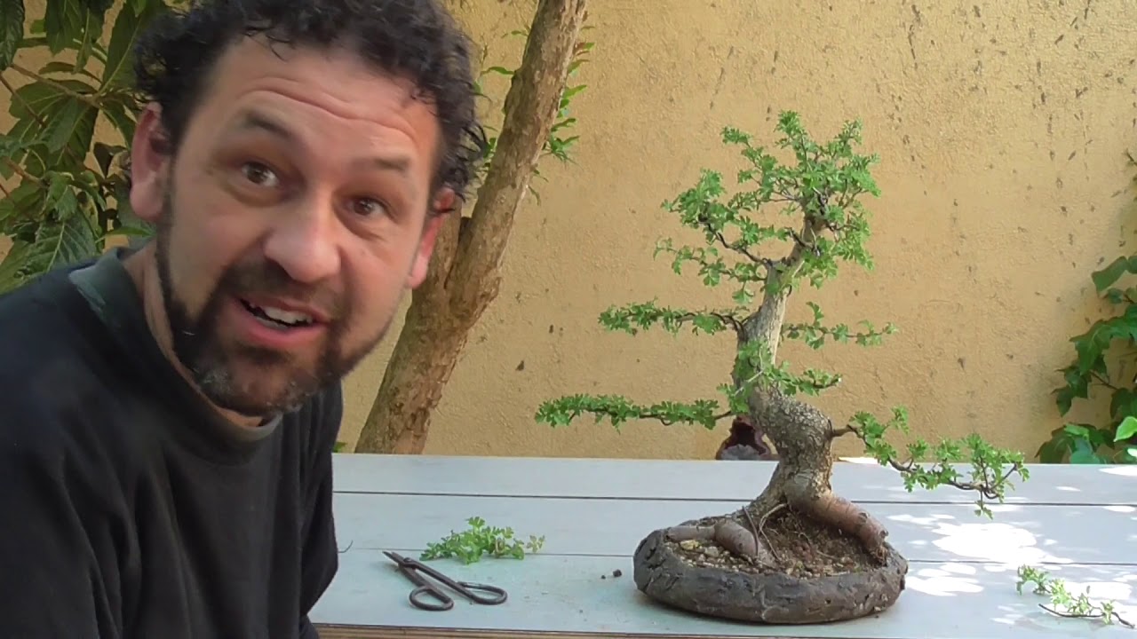 modelado de crataegus monogyna de bonsais en bruto