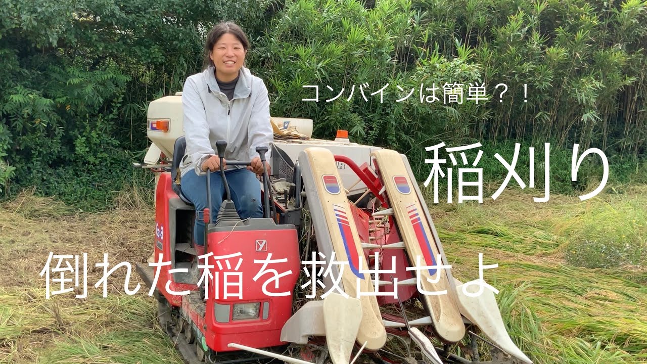 田舎暮らしといえば米！稲刈り動画。初心者のコンバイン運転はいかに。。