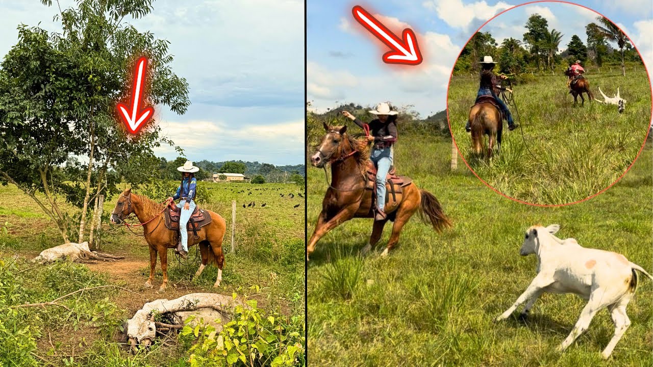 RAIO CAI E MATA DUAS VACAS 😭 CARREIRA LOUCA PARA PEGAR A BEZERRA.