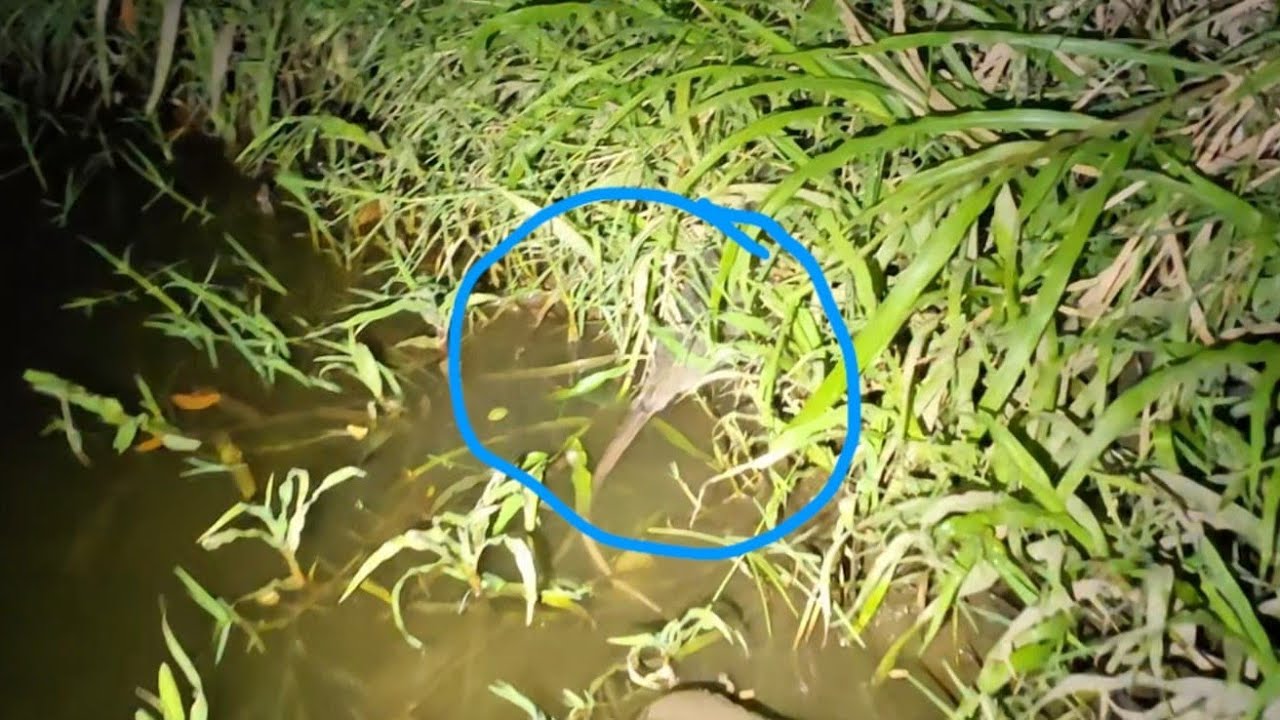 En Este Río hay una Increíble Cantidad de Bagres y todo tipo de animales 