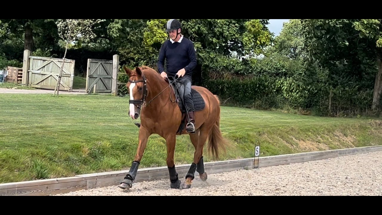 After 6.5K on Vets, Michael Peace helps this Dressage horse using his unique practical approach.