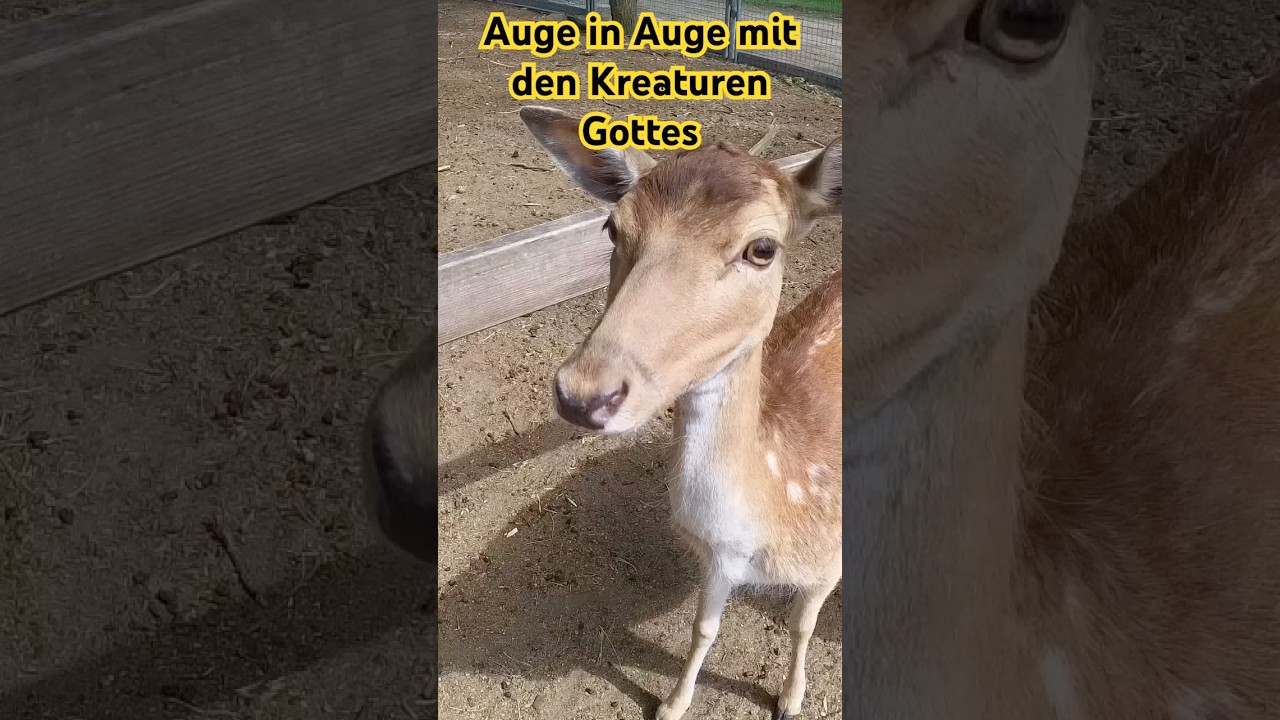 Mit dem #sikahirsch auf Tuchf&uuml;hlung in Willes Welt