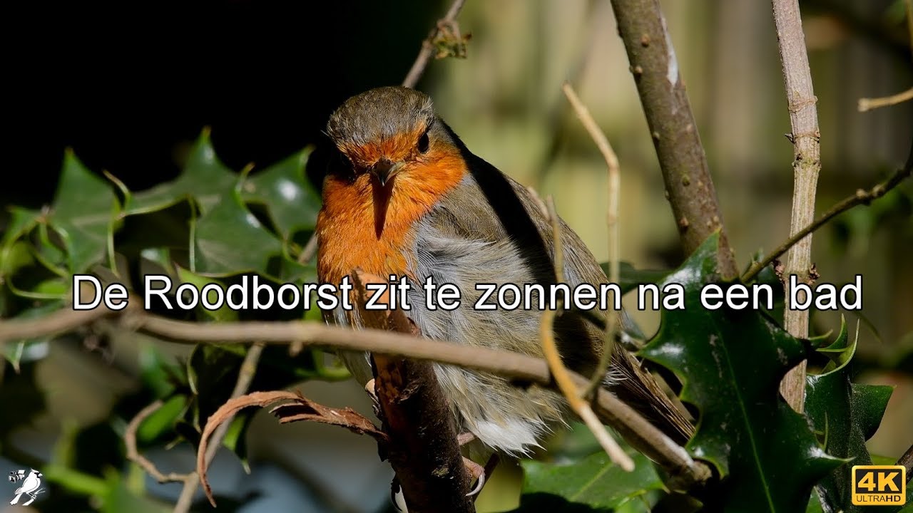 De Roodborst zit te zonnen na een bad