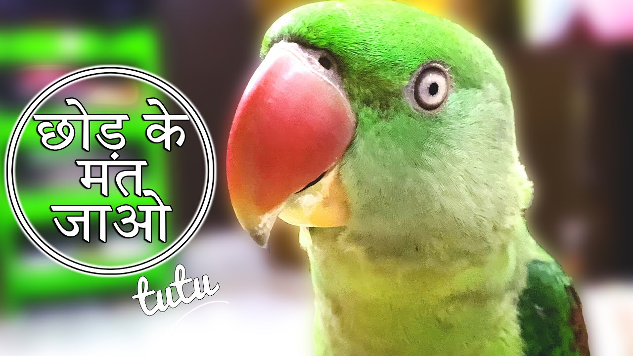 Tutu Talking Parrots || Funny Pets || Training Secrets