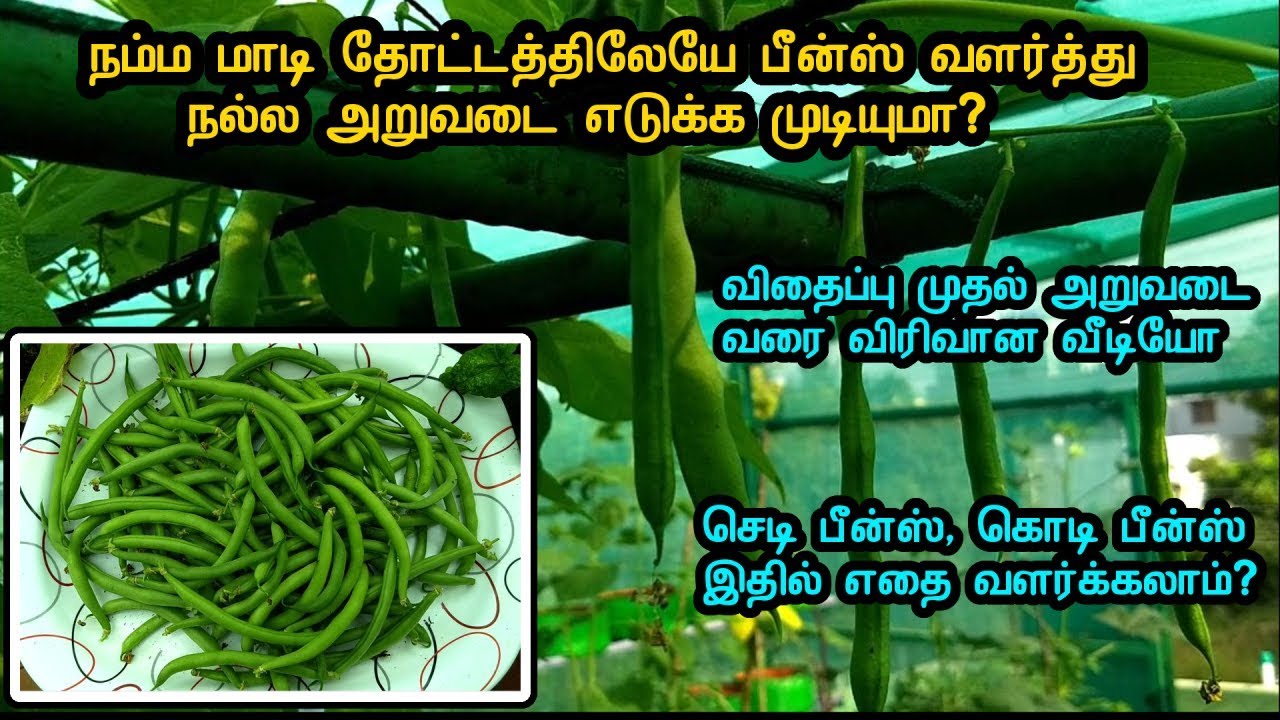 பீன்ஸ் மாடி தோட்டத்திலேயே வளர்த்து நல்ல அறுவடை எடுக்க முடியுமா?. விதைப்பு முதல் அறுவடை வரை