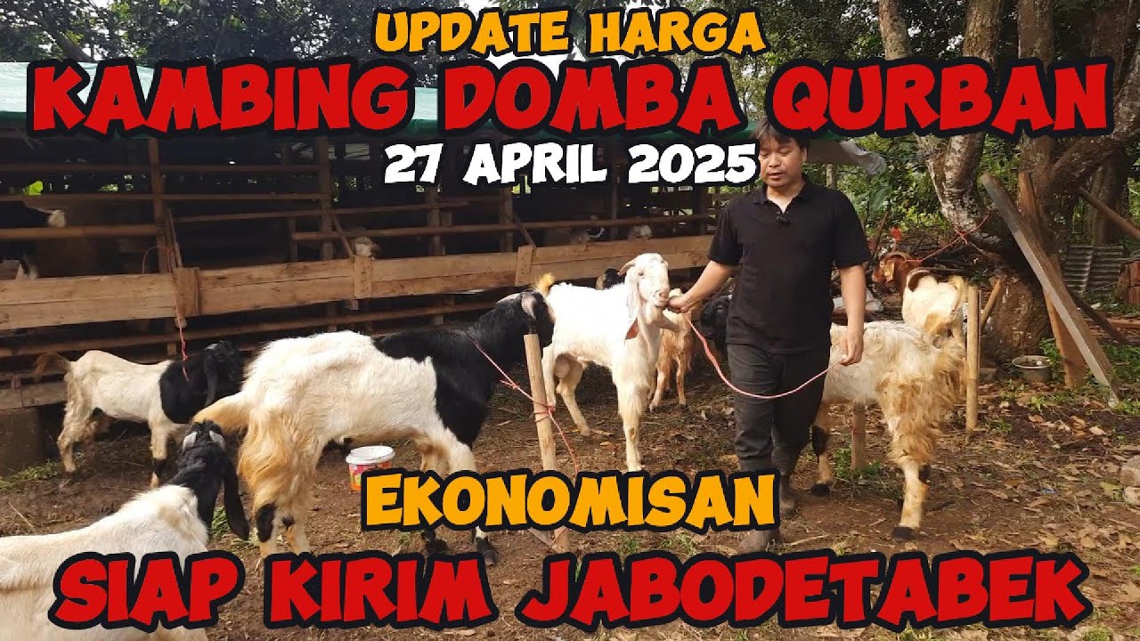REVIEW HARGA PROMO KAMBING DOMBA QURBAN 2025 TERBARU EKONOMIS JUMBO ADA SEMUA