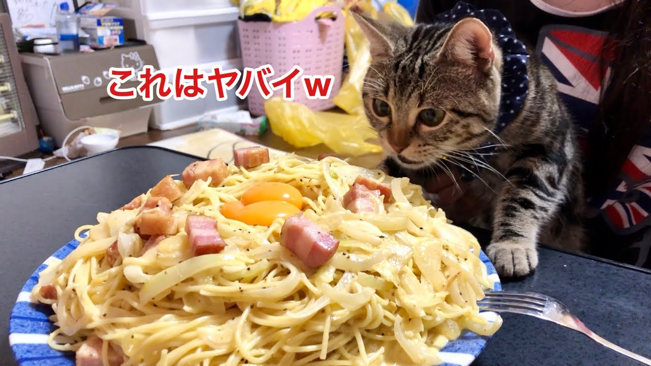 超デカ盛りカルボナーラの匂いに耐えられず邪魔しに来てしまった猫ｗ
