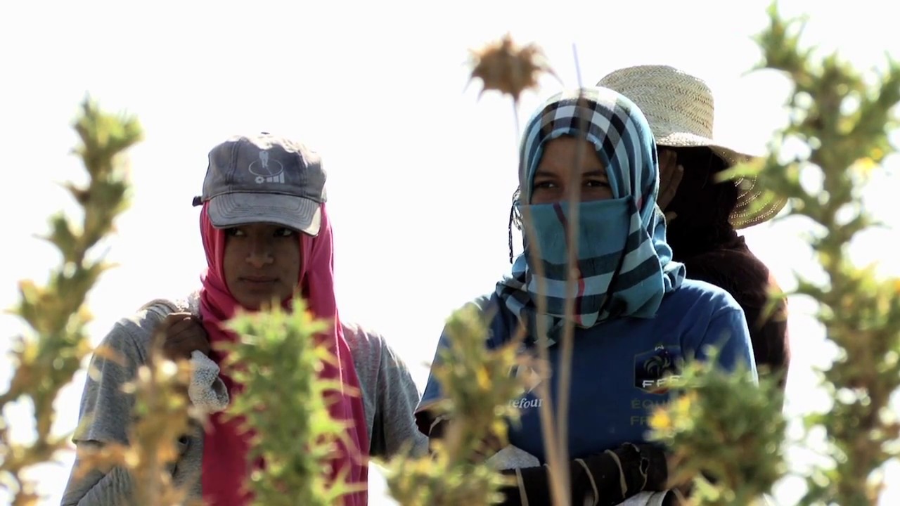 يوميات المرأة الريفية العاملة بالقطاع الفلاحي غير المنظم :المشاكل وظروف العمل