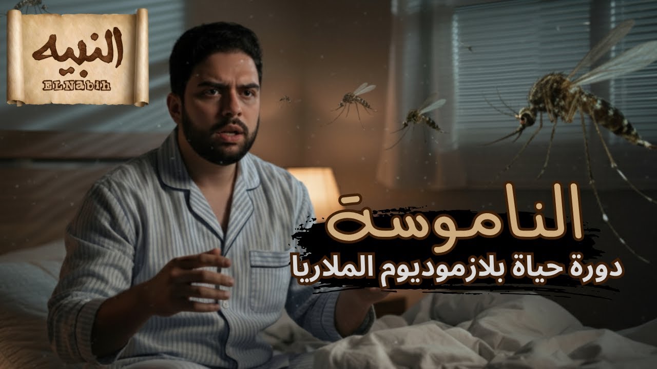 الناموسة | دورة حياة بلازموديوم الملاريا