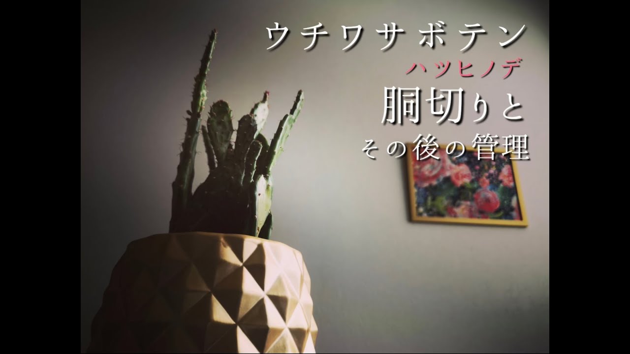 サボテンの胴切りって何！？