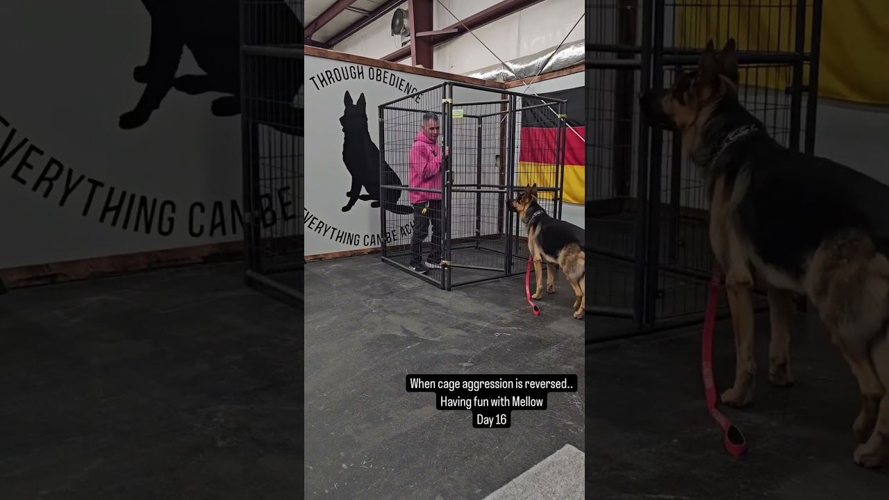 Aggressive dog gets the taste of his own medicine