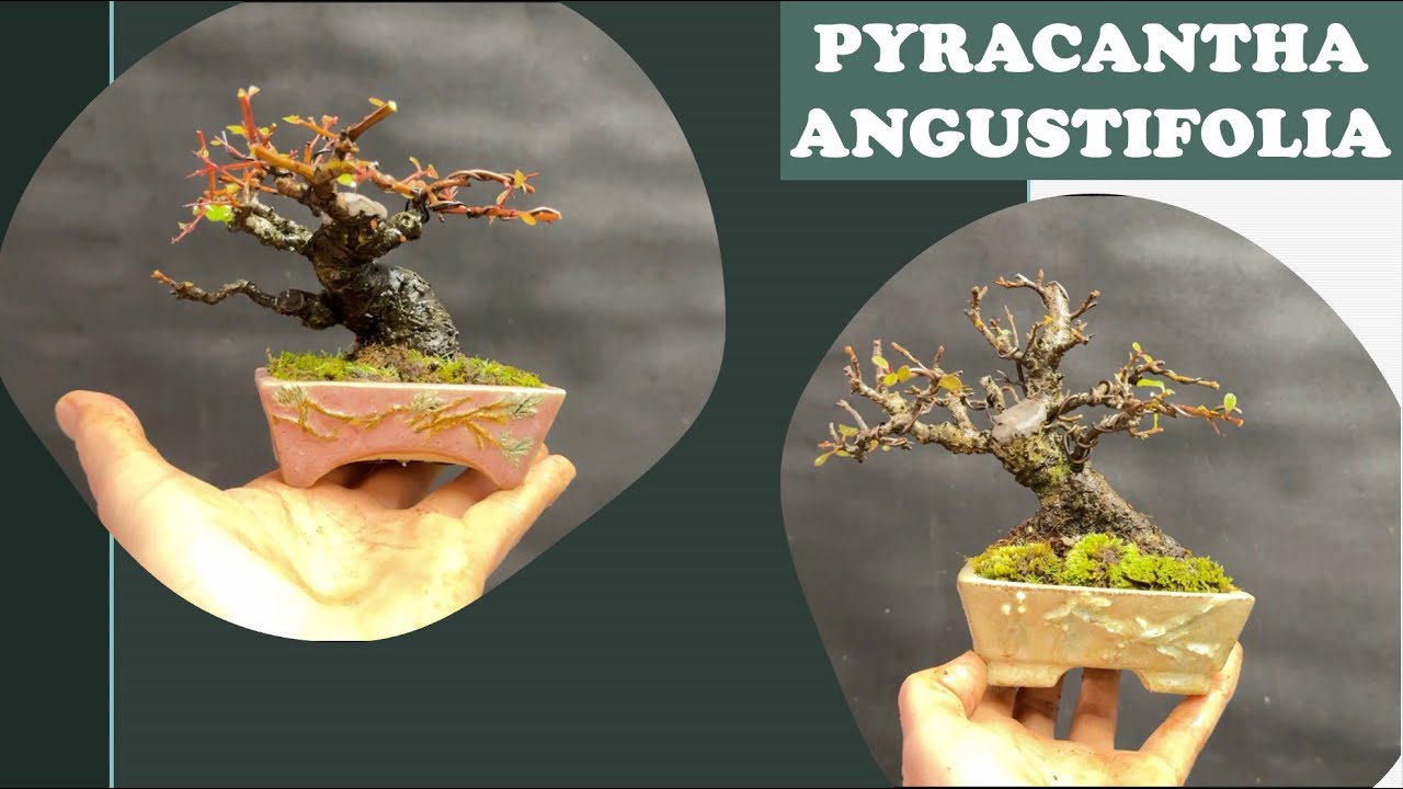 PYRACANTHA ANGUSTIFOLIA