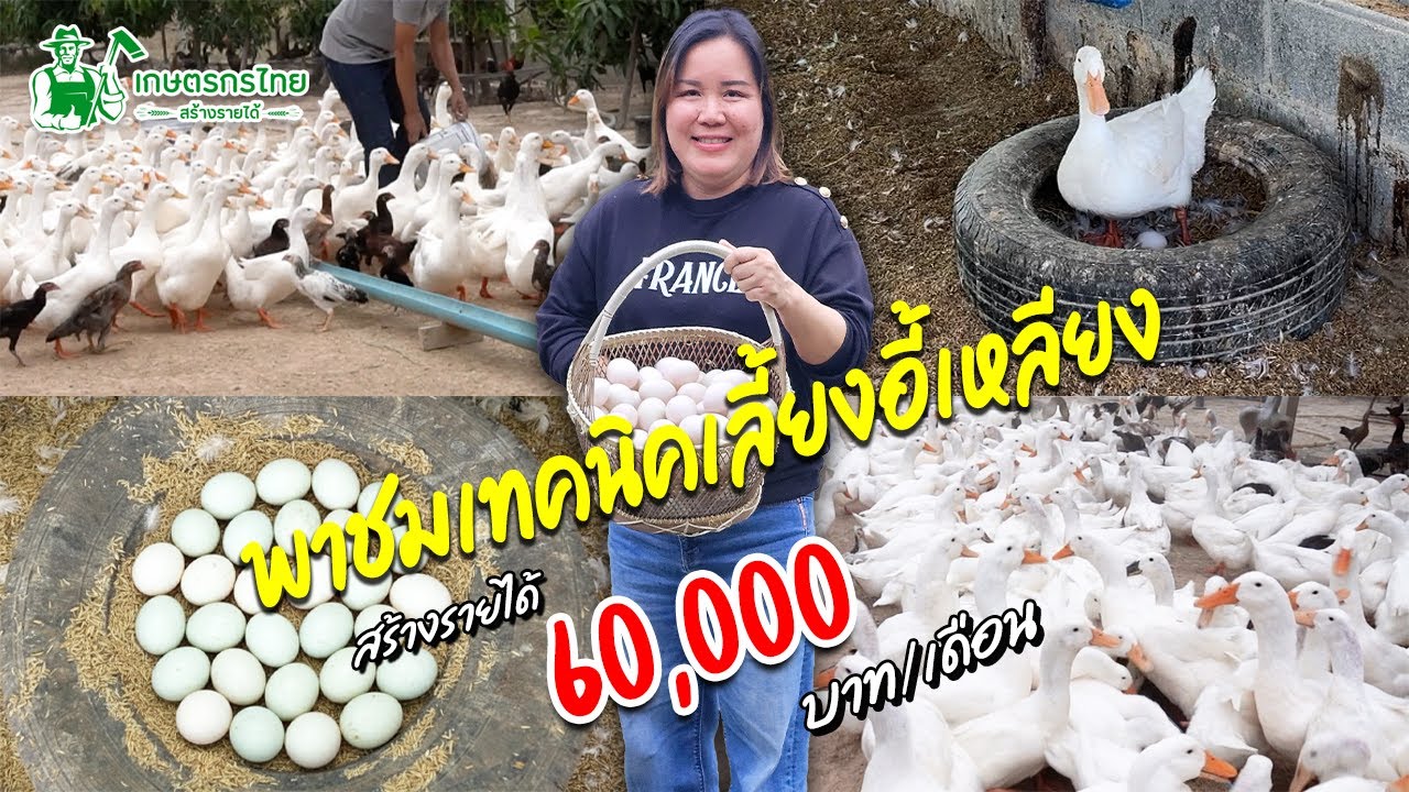 พาชมเทคนิคเลี้ยงเป็ดอี้เหลียง สร้างรายได้ 60,000 บาท/เดือน #เป็ดอี้เหลียง #เลี้ยงเป็ด