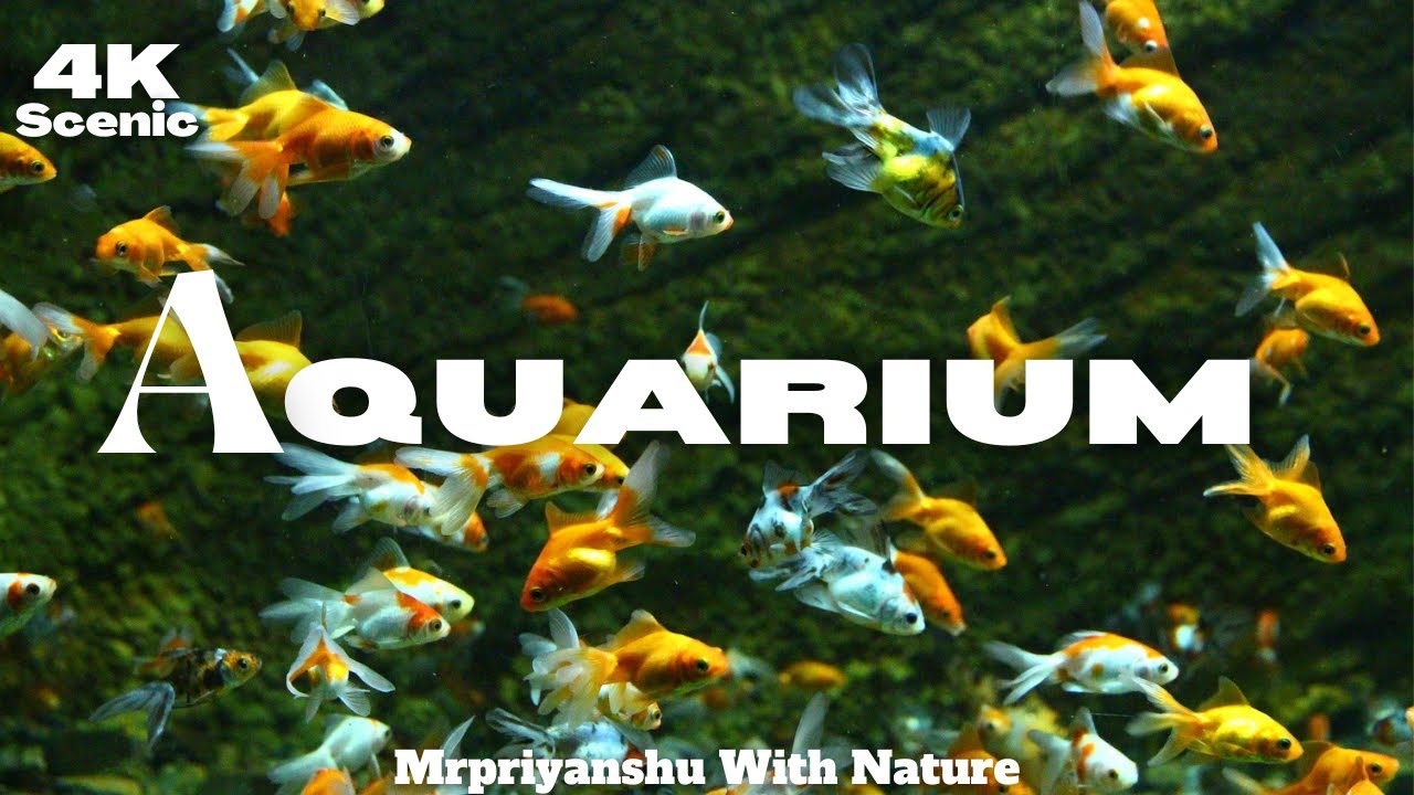 AQUARIUM (4K ULTRA HD) -  Aquarium Scenic| Relaxing Music| Meditation 4K Video