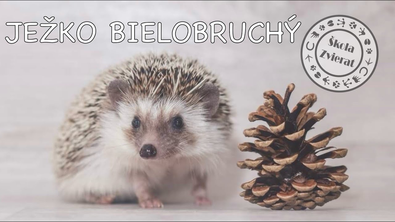 Škola Zvierat - Ježko Bielobruchý