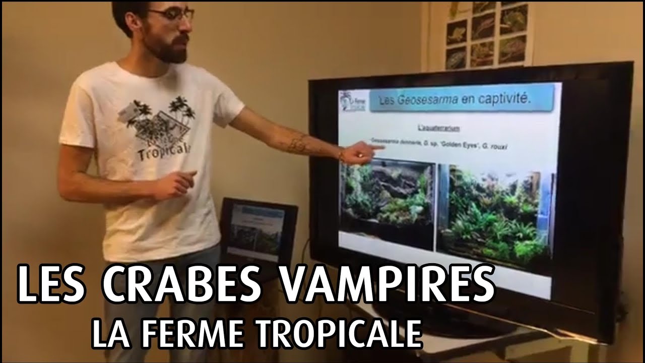 Atelier : Les crabes vampires