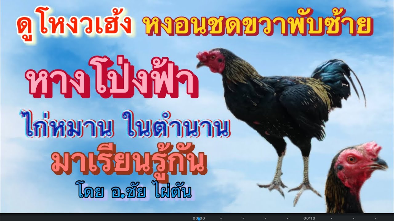 ดูโหงวเฮ้ง หงอนชดขวาพับซ้าย หางโป่งฟ้า ไก่หมานในตำนาน