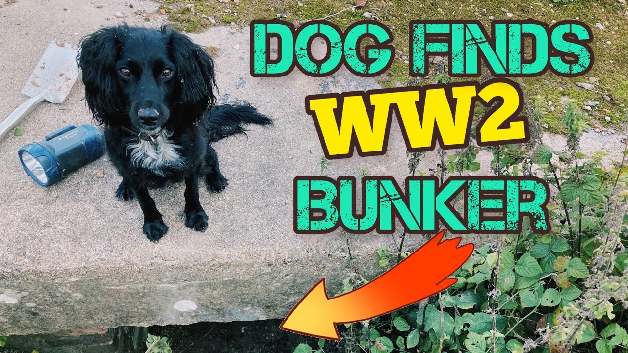 Dog finds WW2 Bunker while I Metal Detect!