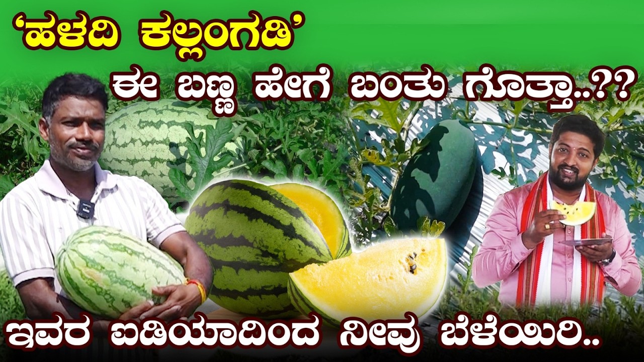 ಹಳದಿ ಕಲ್ಲಂಗಡಿ ರುಚಿ ನೋಡಿದ್ರಾ...? ಹಳದಿ ಬಣ್ಣ ಹೇಗೆ ಬಂತು ಗೂತ್ತಾ...!
