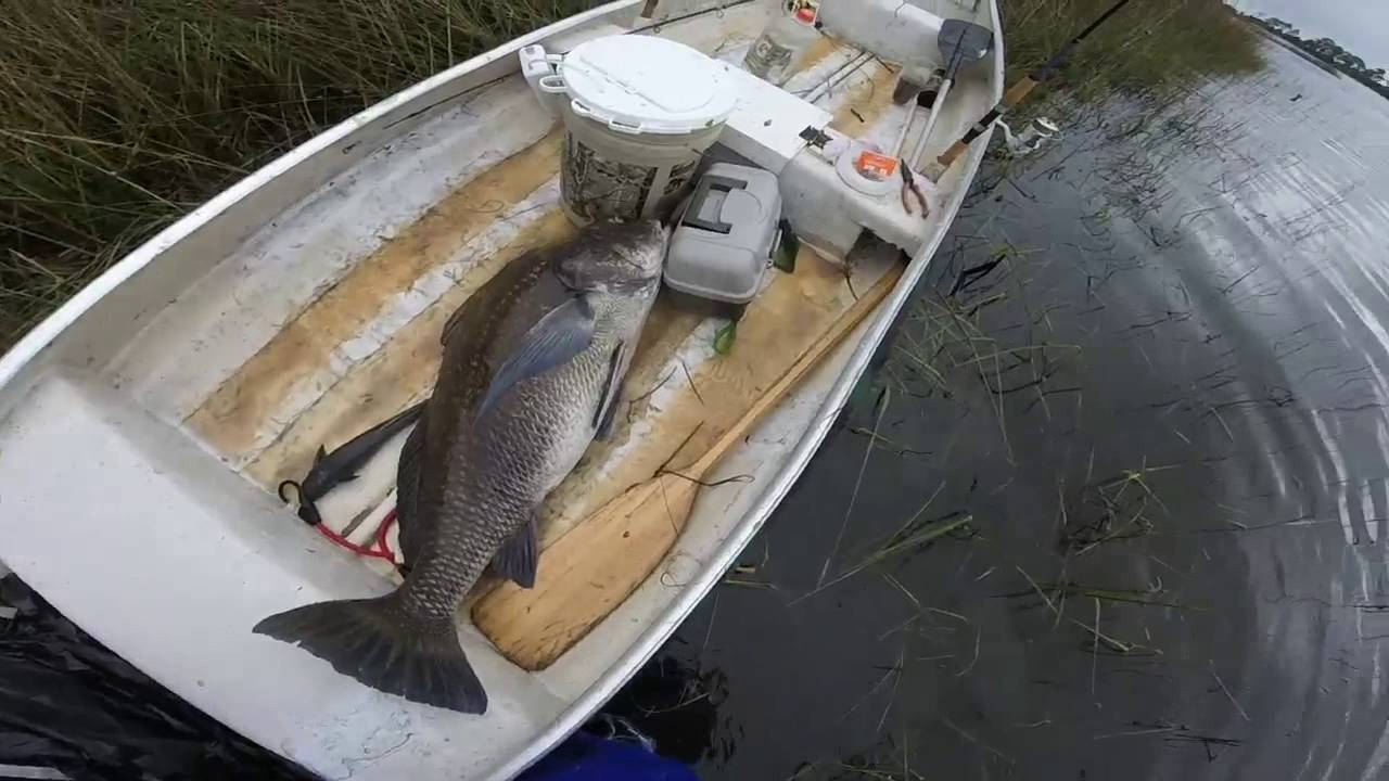 Cedar Key Monster Black Drum Fishing