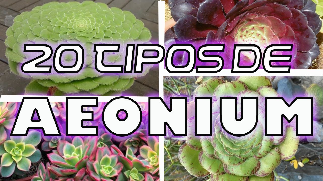 20 Tipos de Aeonium