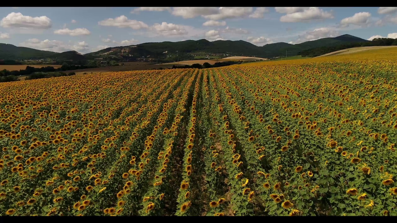 #22 Sunflowers - Slnečnice 4K