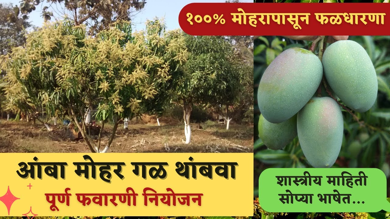 आंबा मोहर आणि फळ गळ कशी थांबवावी? संपूर्ण फवारणी आणि खत नियोजन #mango #mangocultivation