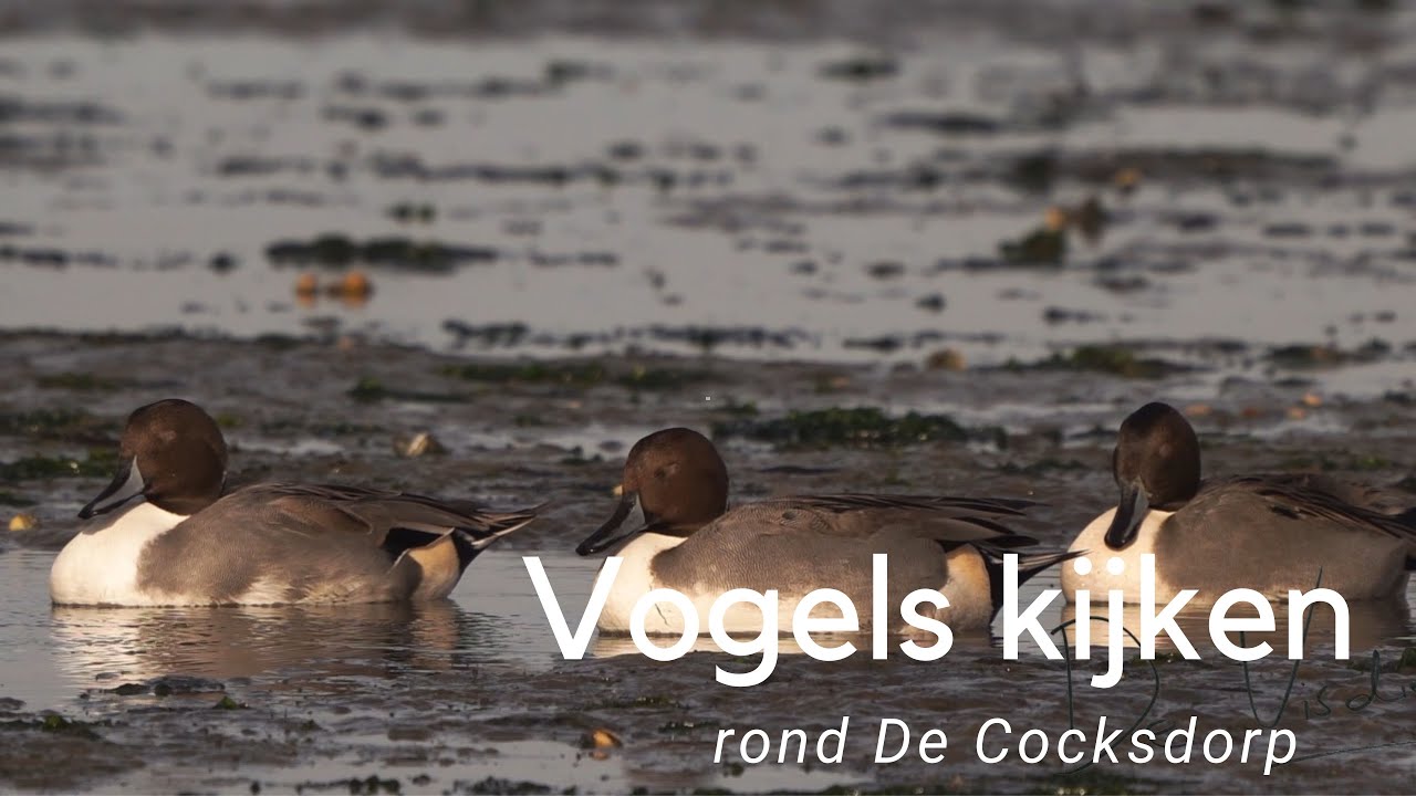 Vogels kijken rond De Cocksdorp #781