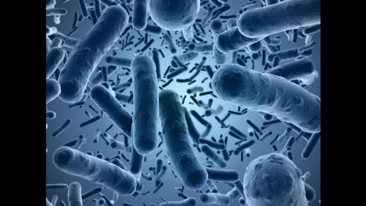 Julia Belluz on Epidemiology, Nutrition, and Metabolism 11/12/2018