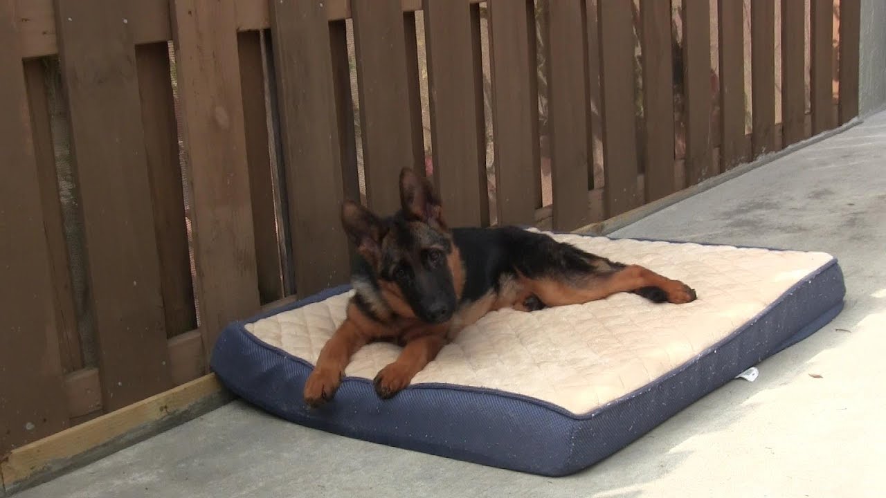 Teaching your dog the BED or PLACE command