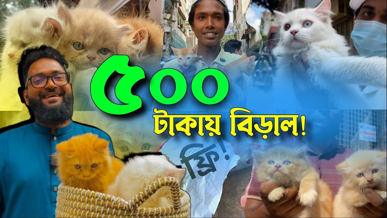মাত্র ৫০০ টাকায় বিড়াল! মিরপুর ১ বিড়ালের হাট | Persian cat price in Bangladesh