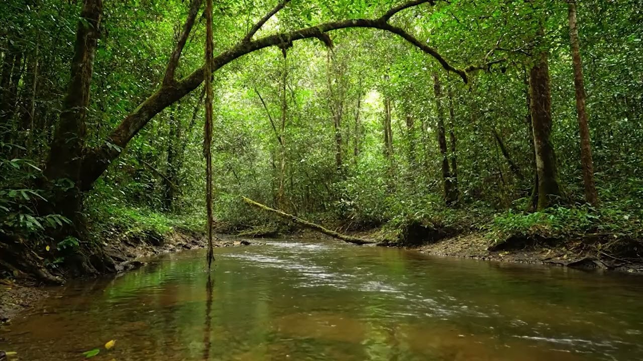 Relaxing Forest Sounds with Flowing Water & Birds Chirping 🌿 Nature Ambience for Sleep & Study