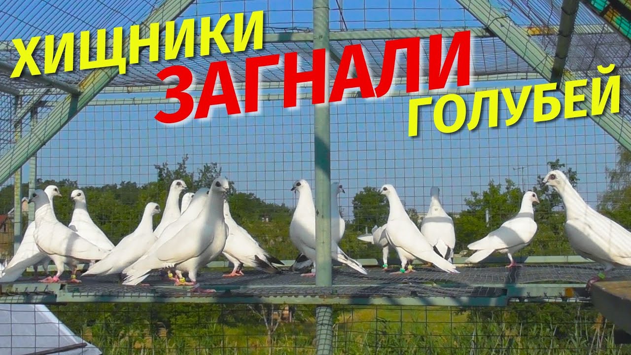 Кем оказался ЧУЖАК и как поведут себя БЕЛЫЕ Голуби 2025😲