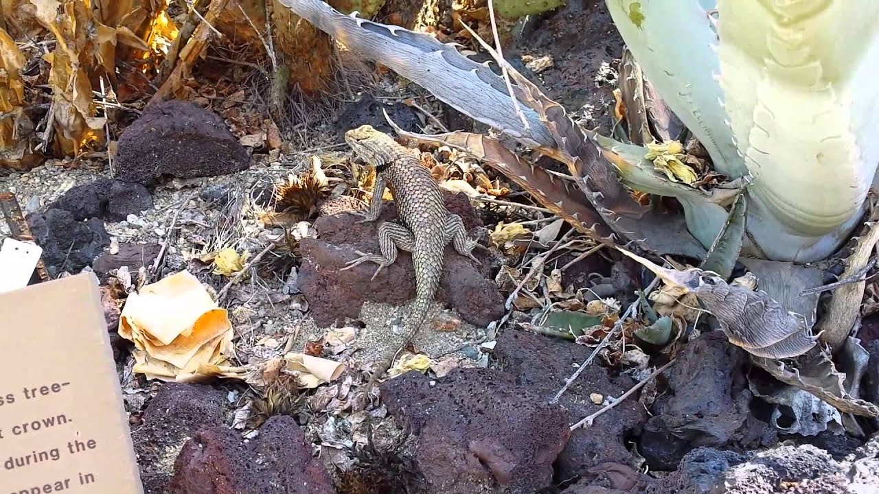 Yellow-backed Spiny Lizard