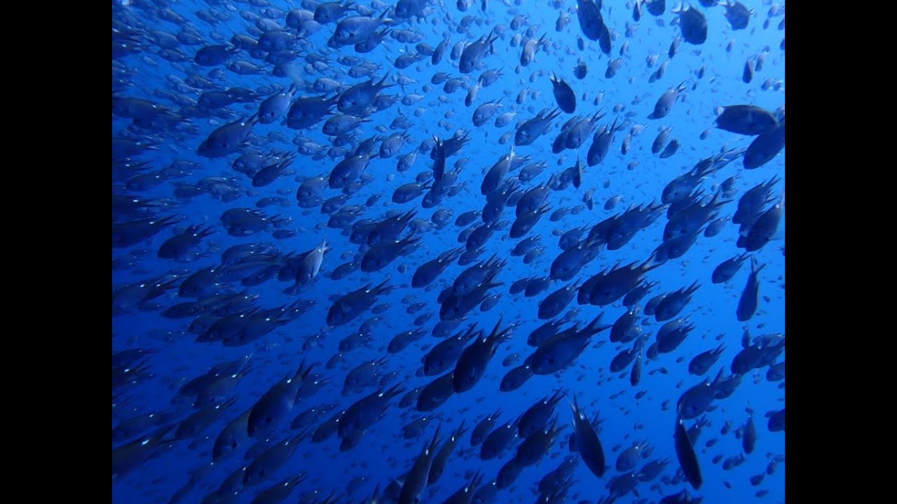佐渡ヶ島でダイビング！日本海の底力を目の当たりにしました。【2020'09】