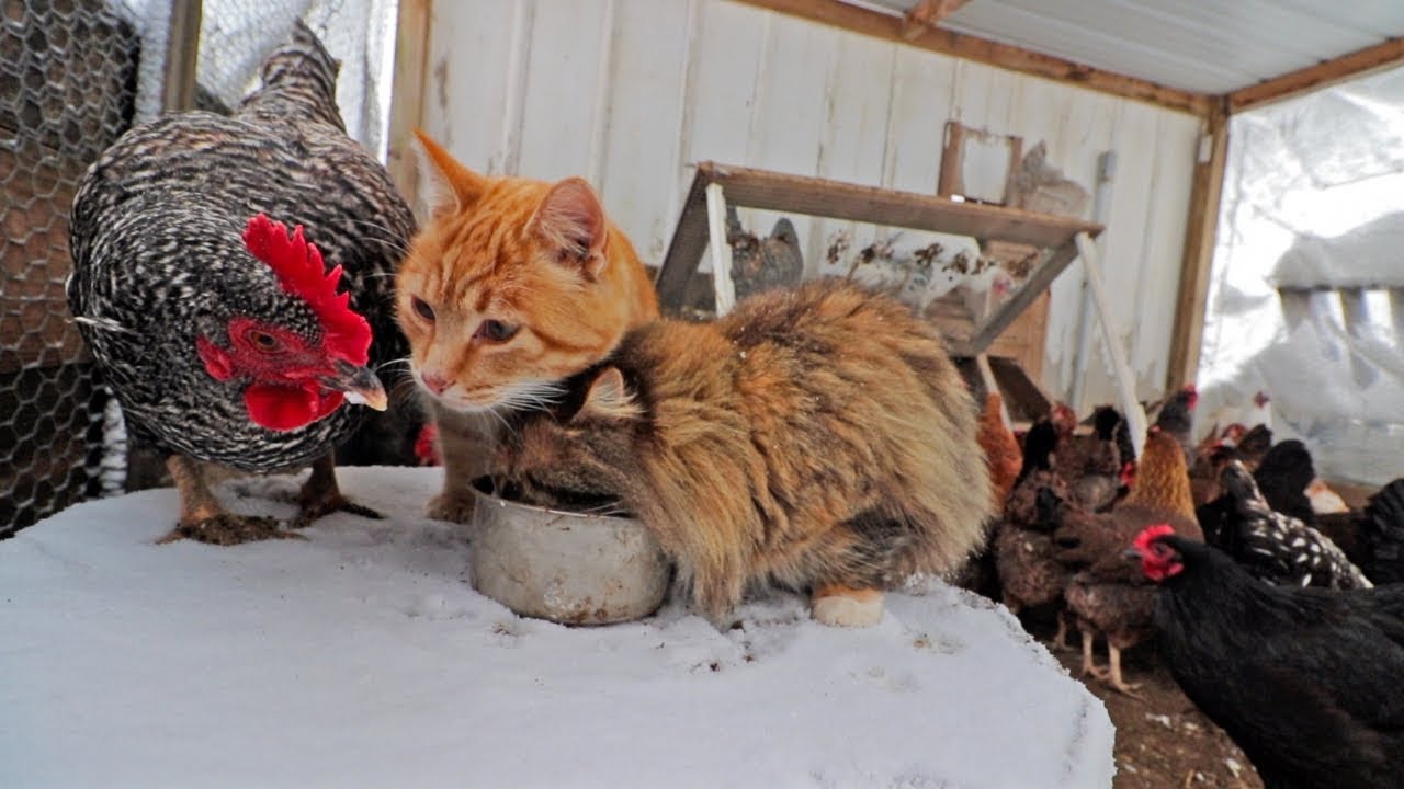 Snowstorms bring us closer together