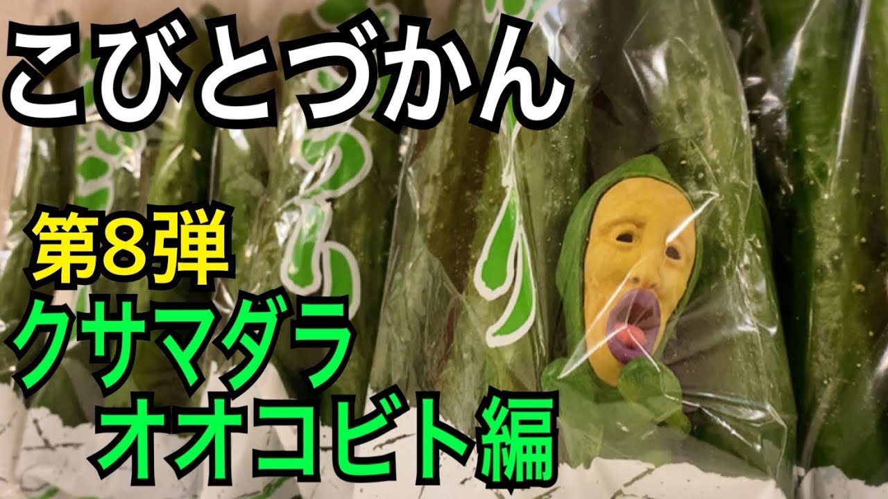 【こびとづかん 】クサマダラオオコビト見つけるまで帰れま10！！