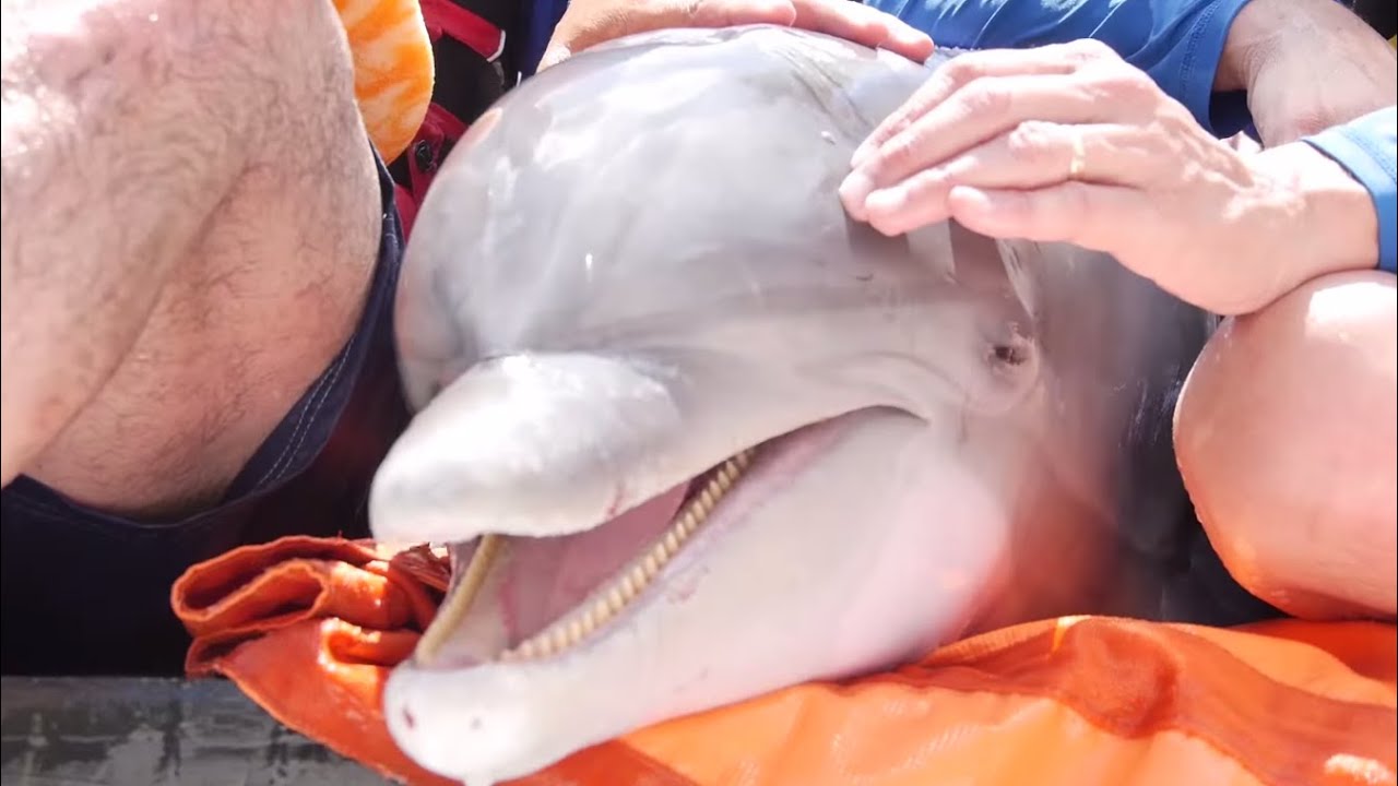 Dolphin Rescue | SeaWorld San Antonio