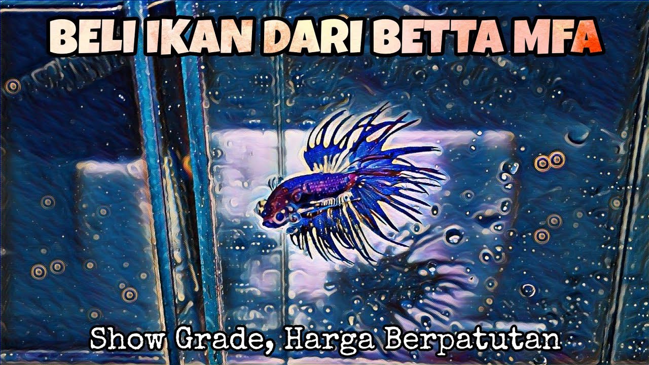 UNBOXING IKAN LAGA CROWNTAIL. BELI IKAN MELALUI YOUTUBE BETTA MFA.