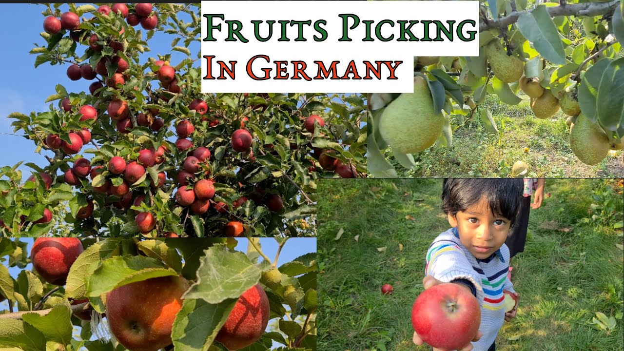 Fruits Picking near Berlin Germany | apple and Pears picking | fruits garden Berlin Germany