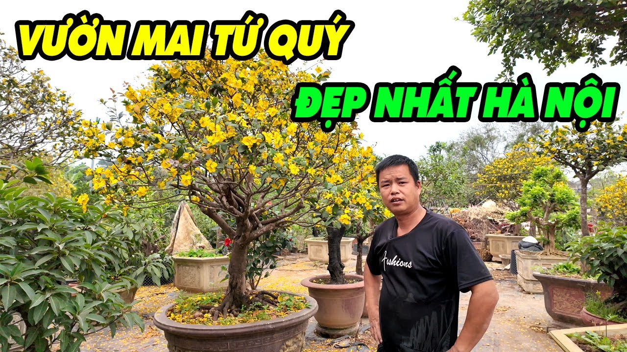 Thăm Vườn Mai Tứ Qu&yacute; Đẹp V&agrave; Lớn Nhất H&agrave; Nội