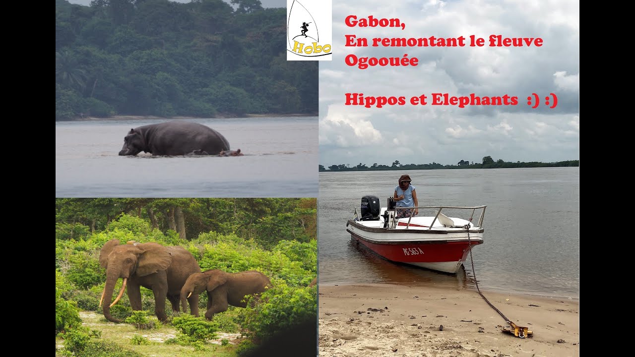 GABON - en pirogue entre fleuve et lacs - Hippopotames dans le fleuve