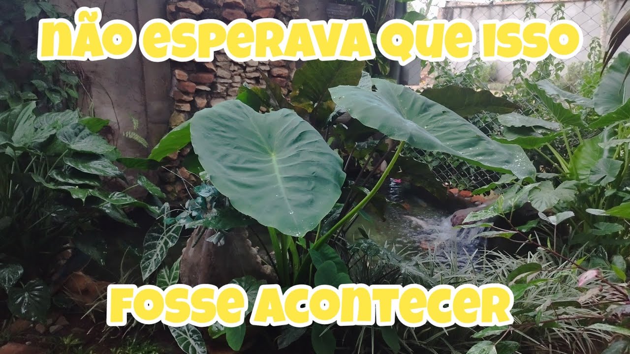Um Acidente Inesperado no Lago 😰🐟 | Manutenção Urgente e o Que Precisou Ser Feito