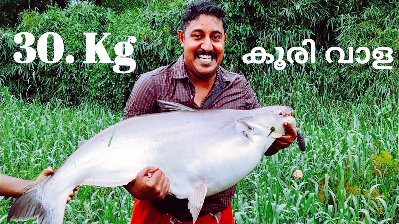 30Kg.. അടുത്ത് തൂക്കം വരുന്ന ഒരു കിടിലൻ കൂരി വാള.(ആസാം വാള ).CATCHING A GIANT RIVER MONSTER CATFISH.