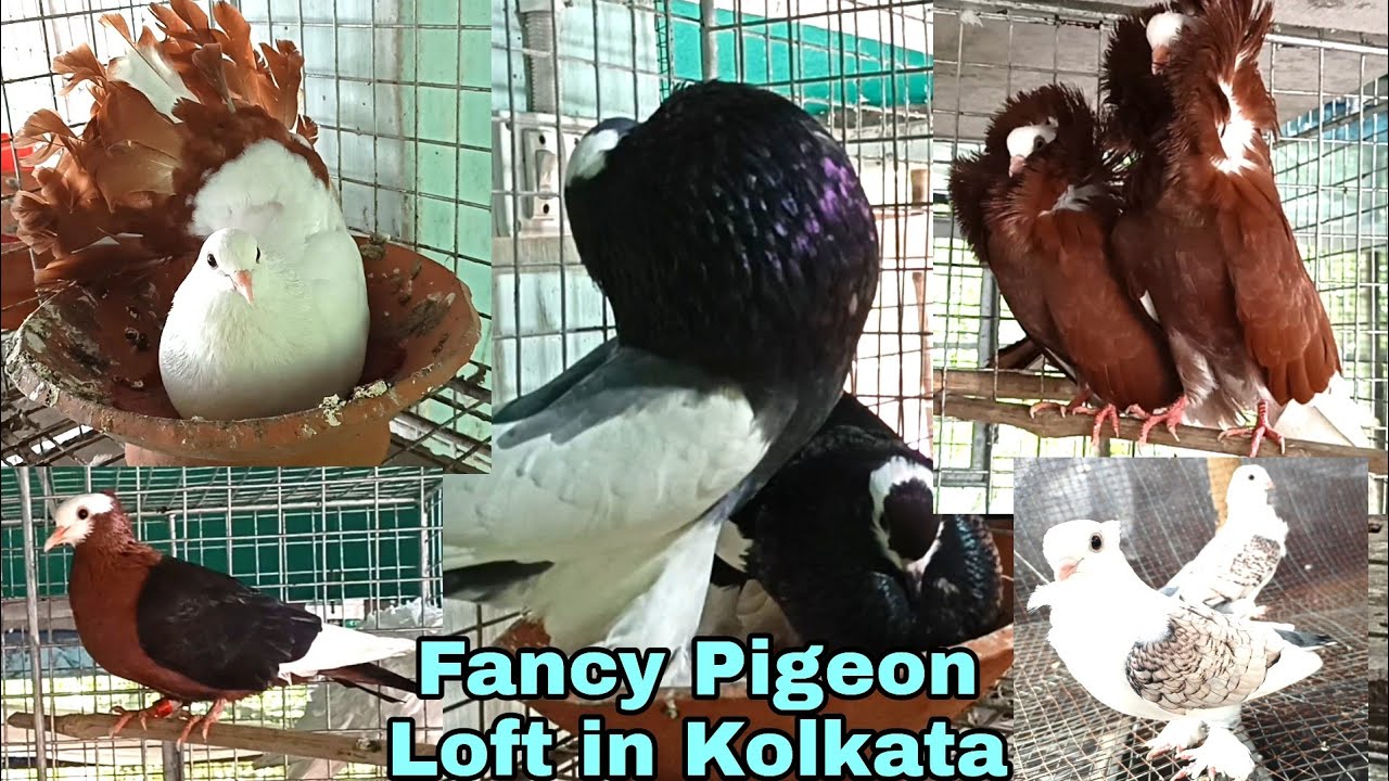 Fancy Pigeon Breeding Farm Of Kajal da In Kolkata / Fancy Kabootar and Bird Breeder in West Bengal