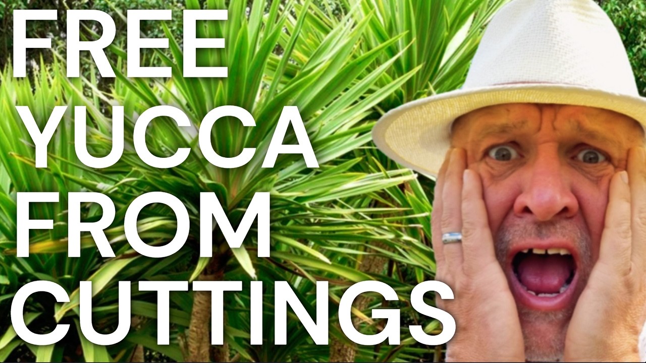 Tropical Gardens UK: HOW TO GROW YUCCA ELEPHANTIPES FROM A CUTTING