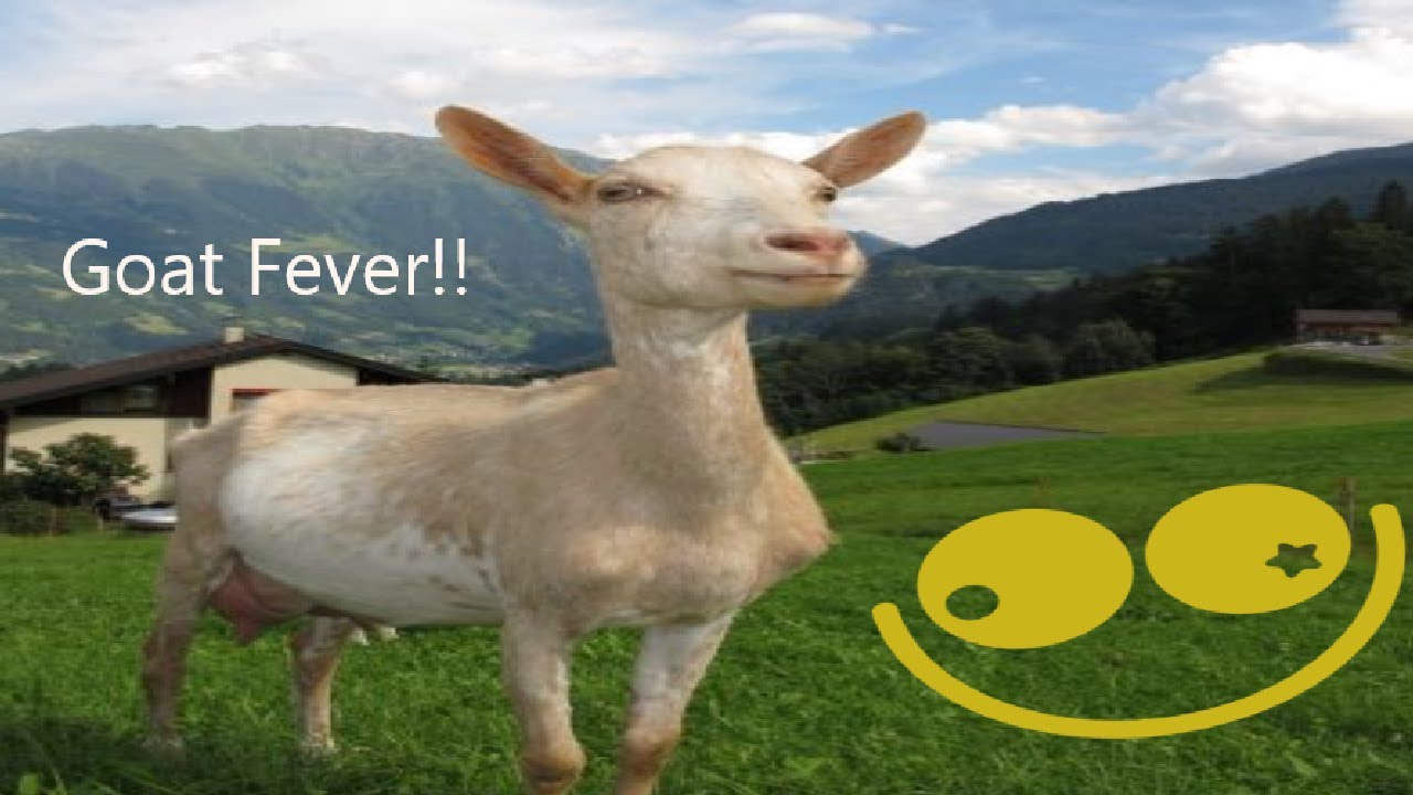 Goat fever! #funny