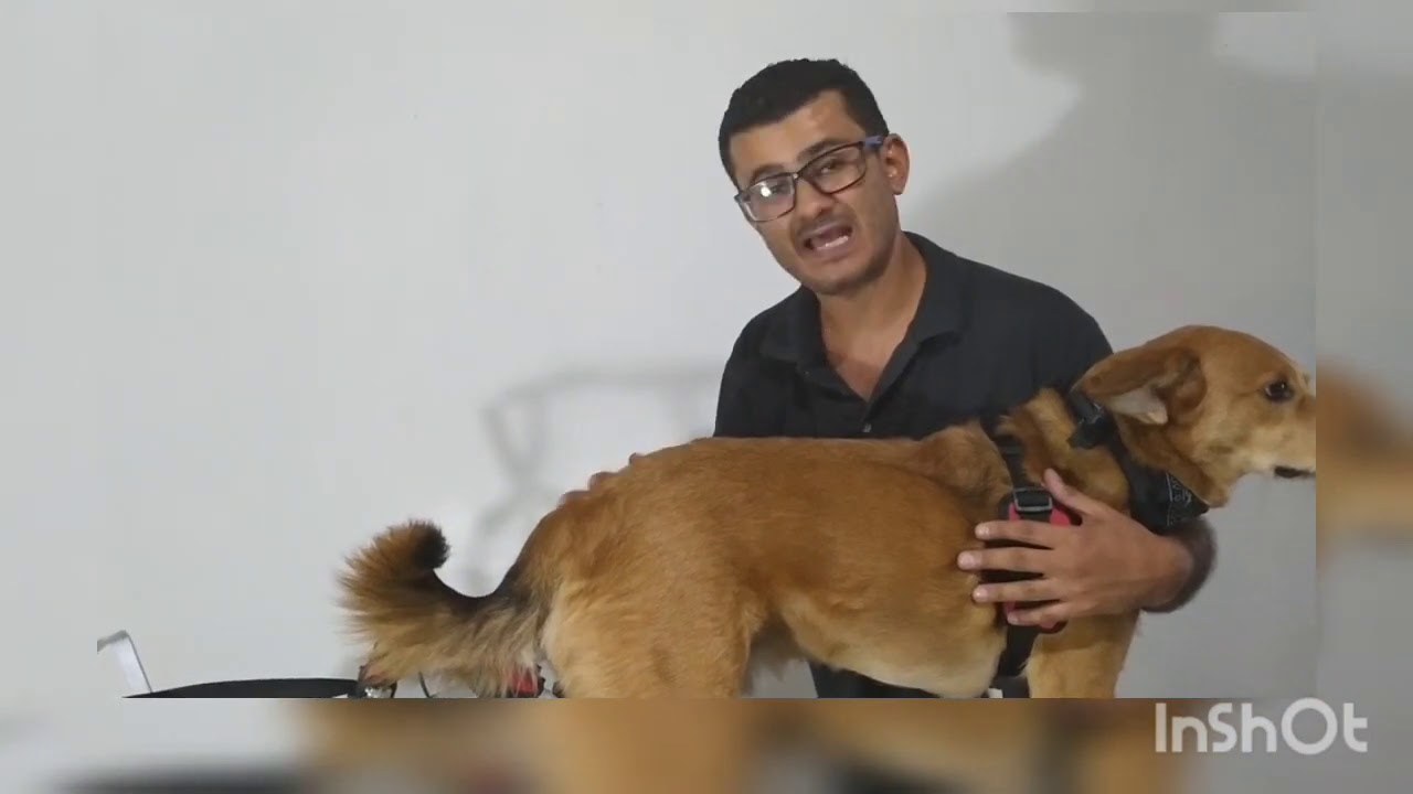 Instalación de un perro en silla de ruedas medianaa